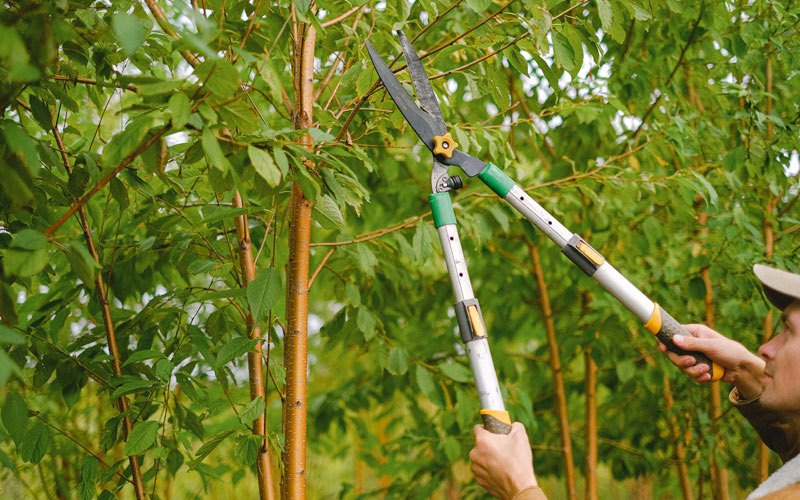 Tree trimming in Chamberlain, SD