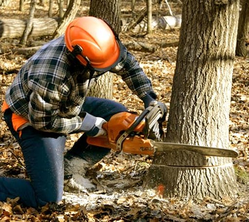 Tree Removal in Chamberlain, SD